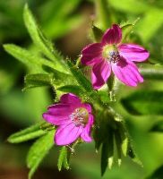 Der Schlitzblättrige Storchschnabel (Geranium dissectum L., Foto: Proplanta) Der Schlitzblättrige Storchschnabel (Geranium dissectum L., Foto: Proplanta)