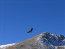 Adler in Kasachstan