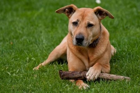 Bestens geschützt im Schadensfall mit der Hundeversicherung. Bestens geschützt im Schadensfall mit der Hundeversicherung.