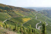 Landschaft mit Weinbergen (Bacchus Touristic)