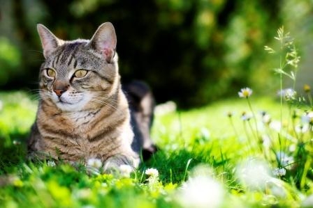 Gesund und munter dank der Leistungen aus der Katzenkrankenversicherung. Gesund und munter dank der Leistungen aus der Katzenkrankenversicherung.