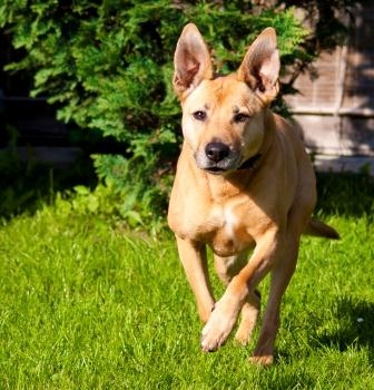 Er ist gut geschützt und versichert mit der Hundehaftpflicht von vergleichen-und-sparen.de Er ist gut geschützt und versichert mit der Hundehaftpflicht von vergleichen-und-sparen.de