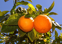 Vitamine frisch vom Baum: Orangen aus Sóller sind besonders saftig und aromatisch. Vitamine frisch vom Baum: Orangen aus Sóller sind besonders saftig und aromatisch.