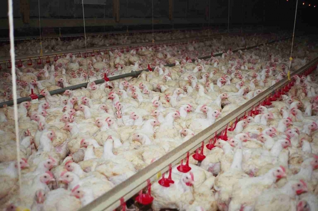 Antibiotikamissbrauch in der Hähnchenmast