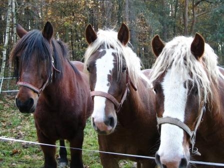 Dieses muntere Trio ist ideal geschützt mit der Pferdehaftpflicht. Dieses muntere Trio ist ideal geschützt mit der Pferdehaftpflicht.