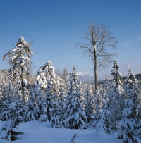 Winterlandschaft Bayerischer Wald (Ulrichshof)