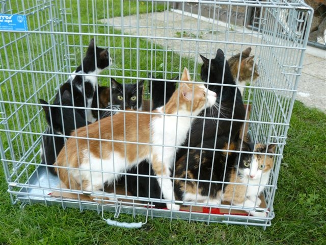 tierhilfe e.V. strasburg: Verwahrloste Katzen erfolgreich vermittelt tierhilfe e.V. strasburg: Verwahrloste Katzen erfolgreich vermittelt