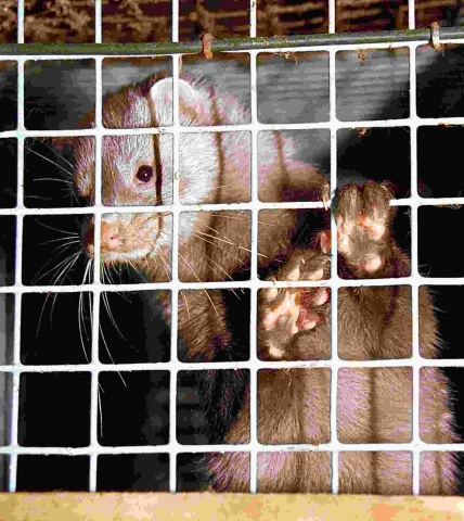 Deutscher Tierhilfe Verband: Pelz ist out? 70?90 % der Bevölkerung lehnen Pelze ab Deutscher Tierhilfe Verband: Pelz ist out? 70?90 % der Bevölkerung lehnen Pelze ab