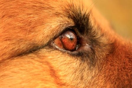 Der Anblick täuscht: Bello ist lammfromm und zudem bestens geschützt mit der Hundehaftpflichtversich