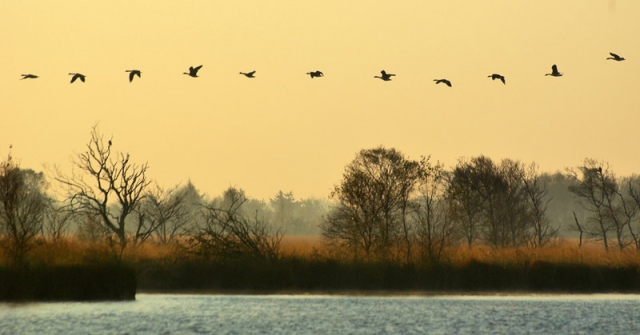 Vogelzugüber dem Moorsee am Abend© TourismusMarketing Niedersachsen GmbH (TMN) / Hans Pfeifer Vogelzugüber dem Moorsee am Abend© TourismusMarketing Niedersachsen GmbH (TMN) / Hans Pfeifer