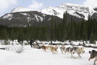 Reise durch Kanada: Eine Tour mit dem Hundeschlitten durch die Schneelandschaften Kanadas vermittelt
