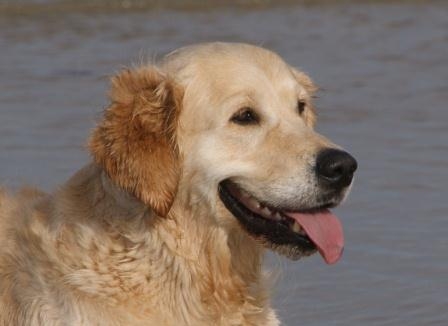Die Hundeversicherung bietet optimalen Rund-um-Schutz für ihn und sein Herrchen.