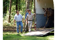 Der zweite Elch bei seiner Ankunft, links Geschäftsführer Stefan Graf von Perponcher. 