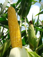 Die Farmsaat-neuzüchtung FARMGOLD Die Farmsaat-neuzüchtung FARMGOLD