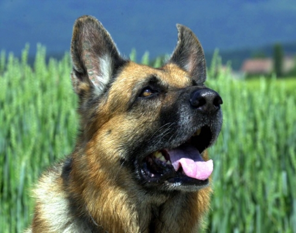 Tierquälerische Hundeausbildung