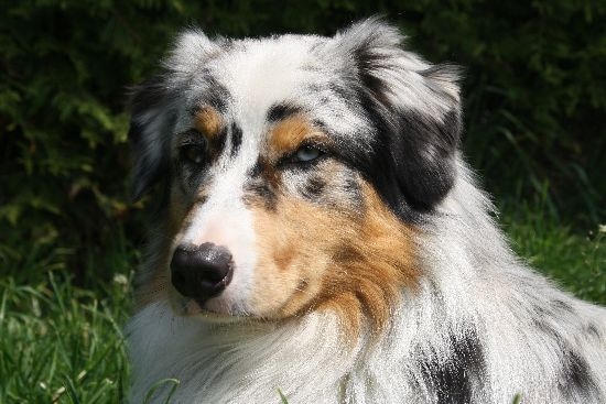 Dean - ein Aussie Deckrüde Dean - ein Aussie Deckrüde