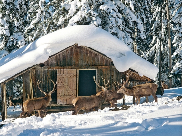 Dem Rotwild auf der Spur: Winterwanderung zur Futterstelle. Dem Rotwild auf der Spur: Winterwanderung zur Futterstelle.