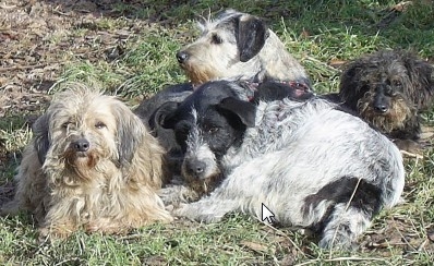 Hunde Hunde