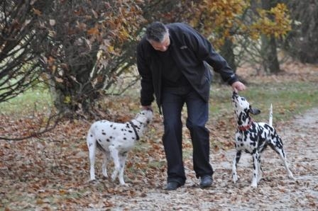Ein Spaziergang mit Hunden entspannt Hund und Halter - aber für den Fall der Fälle sollte man gerüst Ein Spaziergang mit Hunden entspannt Hund und Halter - aber für den Fall der Fälle sollte man gerüst