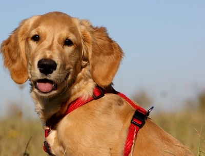 Top-Schutz für Hund und Herrchen mit der Hundeversicherung. Top-Schutz für Hund und Herrchen mit der Hundeversicherung.