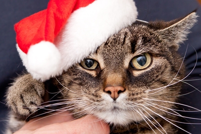 Mit der Katzen-OP-Versicherung gesund und munter durch ein langes Katzenleben. Mit der Katzen-OP-Versicherung gesund und munter durch ein langes Katzenleben.