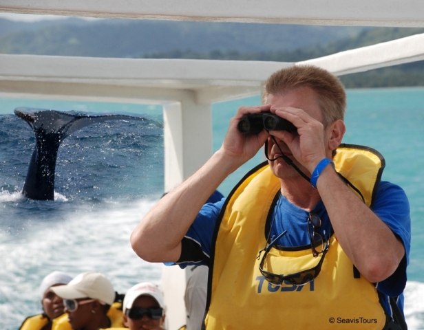 Whale Watching mit SeavisTours Whale Watching mit SeavisTours