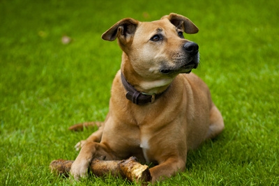 Gut geschützt mit der Hundehaftpflicht - zur Sicherheit von Hund und Herrchen