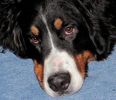 Einzigartig: Die Hunde-Vergiftungsversicherung bezahlt die Heilbehandlung, wenn sich der Hund vergif