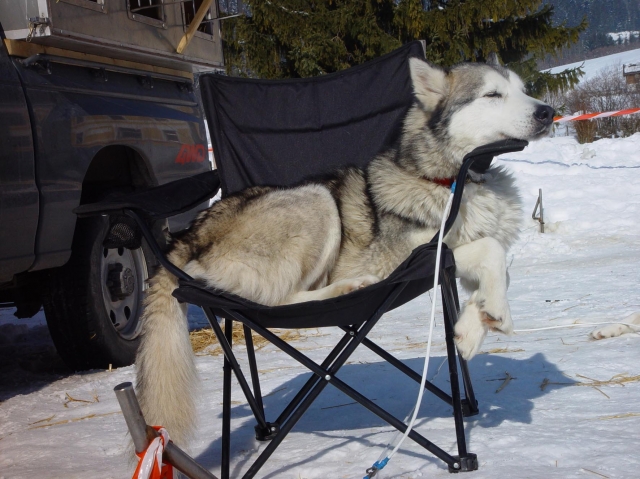 So schön kann ein Husky-Leben sein...
