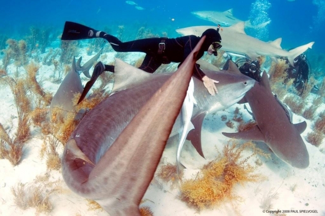 Taucher schwimmt mit Haien© Paul Spielvogel