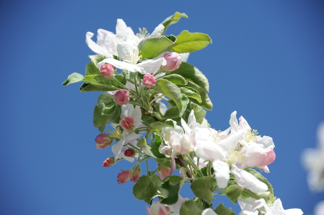 Der neue Frühling in Meran begeistert mit traumhafter Blütenpracht. Der neue Frühling in Meran begeistert mit traumhafter Blütenpracht.
