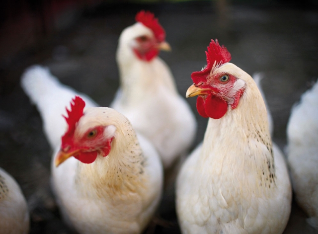 Eine speziell entwickelte Anlage zur Kontrolle der Roten Vogelmilbe ermöglicht artgerechte Hühnerhal Eine speziell entwickelte Anlage zur Kontrolle der Roten Vogelmilbe ermöglicht artgerechte Hühnerhal