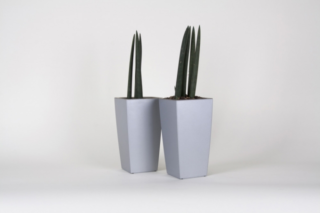 Sansevieria javanica Sansevieria javanica