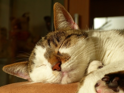 Mit der Katzen-OP-Versicherung gesund und munter durch ein langes Katzenleben.