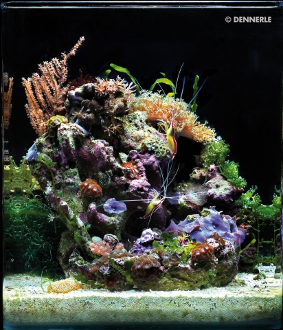 Meerwasser-Aquarium - so schön kann es aussehen Meerwasser-Aquarium - so schön kann es aussehen