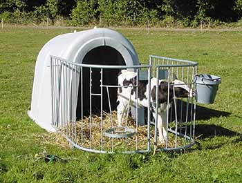 Kälberhütte mit Kalb Kälberhütte mit Kalb