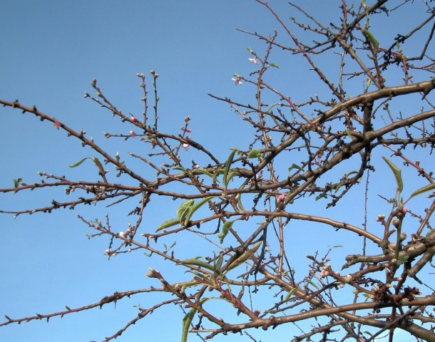 Erste Mandelblüten an der Deutschen Weinstraße in Gimmeldingen Erste Mandelblüten an der Deutschen Weinstraße in Gimmeldingen