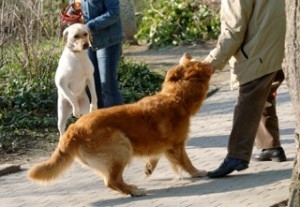 hundeschule thommen sacha