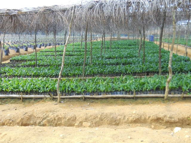 Ölpalmen-Setzlinge geheihen prächtig - Plantage entsteht trotz richerlicher Verfügung Ölpalmen-Setzlinge geheihen prächtig - Plantage entsteht trotz richerlicher Verfügung