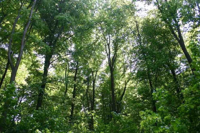 Energie-Reservoir mit Klimaschutz-Funktion: der deutsche Wald? Holz trägt als Brennstoff zur Energie Energie-Reservoir mit Klimaschutz-Funktion: der deutsche Wald? Holz trägt als Brennstoff zur Energie