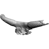 3D-Modell mit Computertextur des Auerochsenschädels