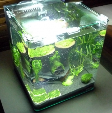Typisches Nano-Aquarium Typisches Nano-Aquarium