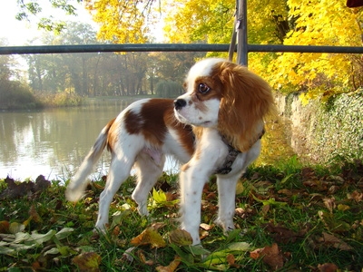 Von klein auf ist die Hundeversicherung für ihn ein wichtiger Begleiter Von klein auf ist die Hundeversicherung für ihn ein wichtiger Begleiter
