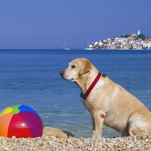 Gemeinsamer Urlaub mit dem Hund