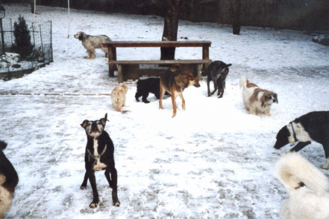 Hunde lieben Schnee, doch sollten Hundehalter vorsichtig sein