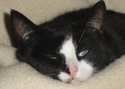 Schnell wieder gesund mit der Katzenkrankenversicherung Schnell wieder gesund mit der Katzenkrankenversicherung