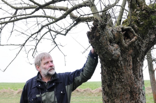 Vogelschützer Detlef Regulski inspiziert natürliche Bruthöhle des Steinkauz