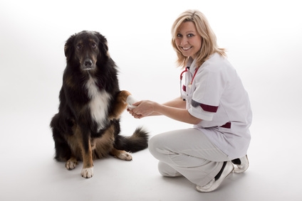 Mit der Hundekrankenversicherung ist die beste Versorgung beim Tierarzt sicher gestellt.