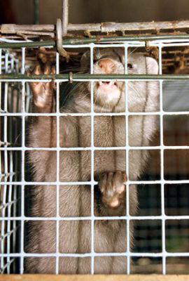 Arbeitskreis humaner Tierschutz: Aus für Nerzfarm in Nettetal (NRW) Arbeitskreis humaner Tierschutz: Aus für Nerzfarm in Nettetal (NRW)