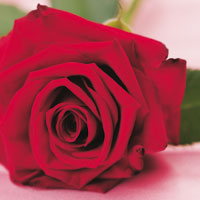 Die Rose als Symbol Die Rose als Symbol